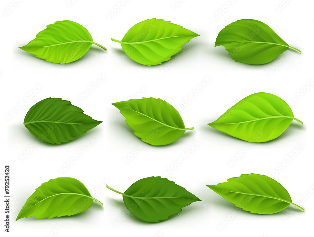 Set of Realistic Green Leaves Collection. Vector Illustration - obrazy, fototapety, plakaty 