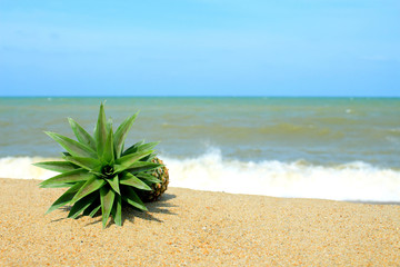 Wall Mural - Pineapple on the beach with blue sky