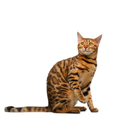 bengal cat sitting and looking up on white