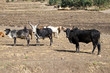 Zebu type or humped cattle in Ethiopia.