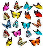 Fototapeta  - Big collection of colorful butterflies. Vector