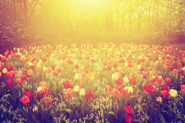 Foto zasłona roślina tulipan słońce retro