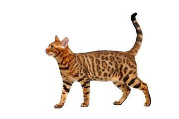 bengal cat walking on white