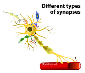 Wall Mural - Different types of synapses