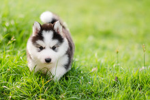 Cute Siberian Husky Puppy Walking On Green Grass