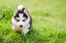 Siberian Husky Puppy With Shoe Free Stock Photo Public Domain Pictures Siberian Husky Puppy With Shoe Free Stock Photo Public Domain Pictures