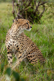Fototapeta Sawanna - grass, Kenya, cheetah, African nature, predator