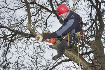 Wall Mural - An arborist using a chainsaw to cut a walnut tree