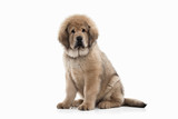 Fototapeta Psy - Dog. Tibetan mastiff puppy on white background