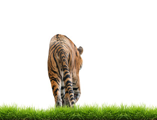 Sticker - bengal tiger isolated