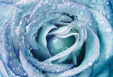 Beautiful Wet Blue Rose