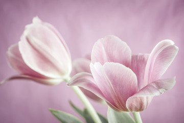 Pink tulips