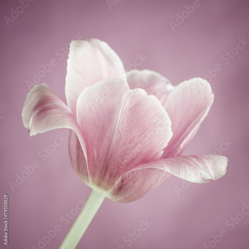 Naklejka na szafę Pink tulip