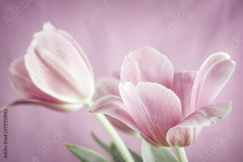 Naklejka nad blat kuchenny Pink tulips