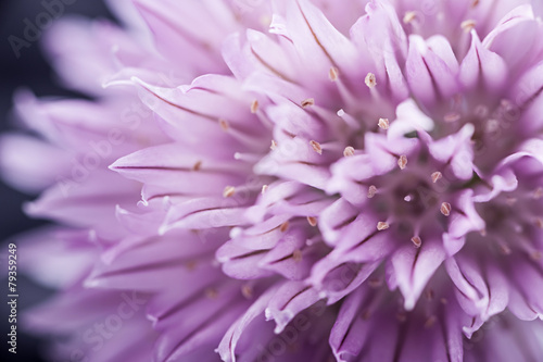 Naklejka na szybę Chives flower