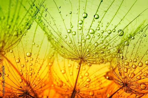 Naklejka na szybę dandelion flower