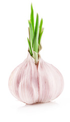 Wall Mural - Garlic isolated on white background