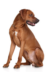 Poster - Rhodesian Ridgeback dog