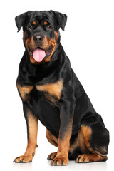 Wall Mural - Rottweiler in front of white background