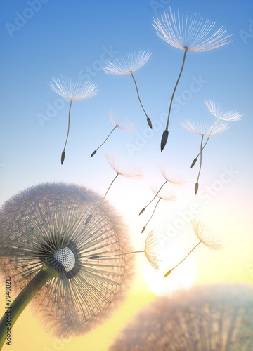 Naklejka nad blat kuchenny Pusteblume im Abendlicht