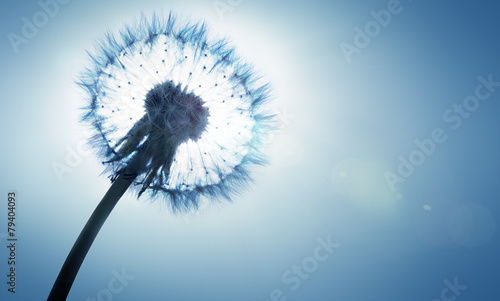 dandelion - spring and allergy