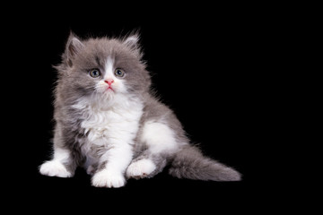 Poster - Fluffy kitten