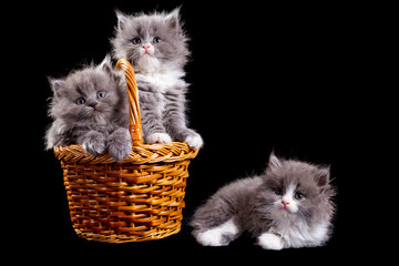 Poster - Kittens