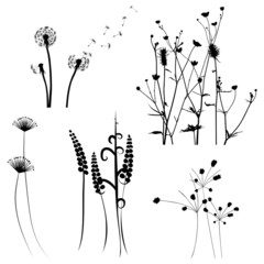 Wall Mural - Collection for designers, meadow in summertime, plant vector set