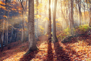 Wall Mural - beautiful autumn sunset in the forest