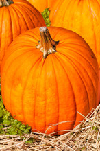 Pumpkin Close Up In A Field Of Straw