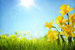 Leinwanddruck Bild - Daffodil flowers in the field