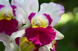 close up orchid in garden, colorful flower
