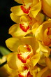 close up orchid in garden, colorful flower