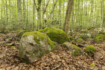 Wall Mural - Rocks with moss in natural decidious forest