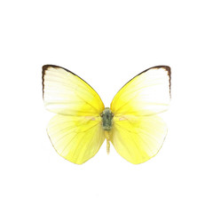 Wall Mural - colorful butterfly isolated on white