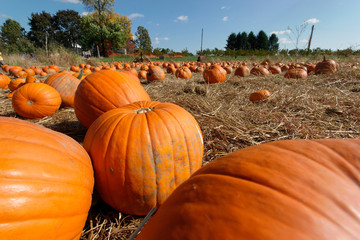 pumpkin field