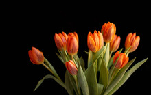 Orange Tulips Against Black Background