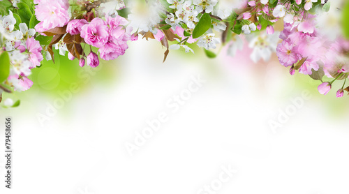 Naklejka dekoracyjna Beautiful spring blossoms background