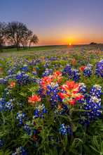 Texas Wildflower -  Bluebonnet And Indian Paintbrush Field