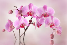 Pink Orchids Flower Background Design