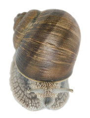 Sticker - Burgundi snail or Escargot, Helix pomatia isolated