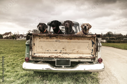 Obraz w ramie labradors in a vintage truck