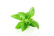fresh stevia herbs closeup in pure white background