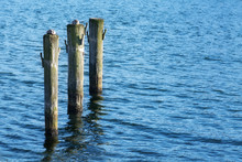 Wooden Poles In The Blue Water