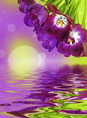 Wall Mural - bunch of purple tulips and bokeh background