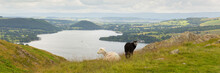 Black And White Sheep Elevated View Ullswater Lake District