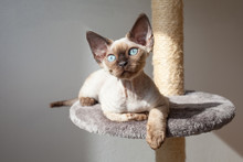 Beautiful Purebred Mink Color Devon Rex Male Kitten Is Sitting On The Scratching Post At Home Interior, Enjoying Sun Light Through The Window