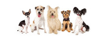 Common Small Breed Dogs