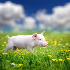 Wall Mural - Young pig on a green grass