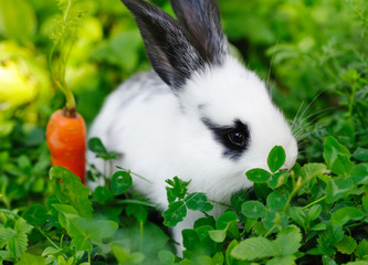 Funny baby white rabbit with a carrot on grass